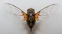 Tibicinoides striatipes - photo 4
