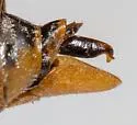 Tibicinoides striatipes - photo 5