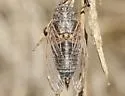 Tibicinoides uncinata