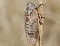 Tibicinoides uncinata - photo 2
