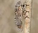 Tibicinoides uncinata - photo 3