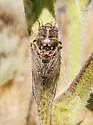 Tibicinoides utahensis - photo 5