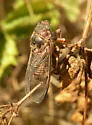 Tibicinoides vanduzeei