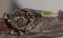 Tibicinoides vanduzeei - photo 4