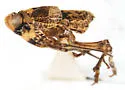 Ticida cingulata