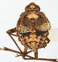 Ticida cingulata - photo 2