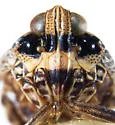 Ticida cingulata - photo 3