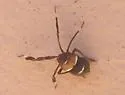 Ticida miracula - Ticida miracula