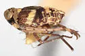 Ticida transversa
