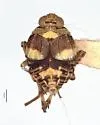 Ticida transversa - photo 2