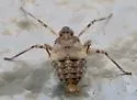 Ticrania chamberlini - photo 2