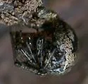Tidarren haemorrhoidale