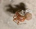Tidarren sisyphoides