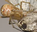 Tidarren sisyphoides - photo 2