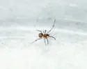 Tidarren sisyphoides - photo 3