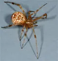 Tidarren sisyphoides - photo 4