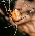 Tidarren sisyphoides - photo 5