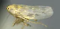 Tideltellus marinus - Tideltellus marinus