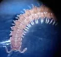 Tidesmus variabilis - photo 2