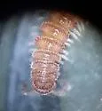 Tidesmus variabilis - photo 4