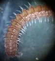 Tidesmus variabilis - photo 5