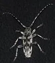 Tigrinestola tigrina - Tigrinestola tigrina