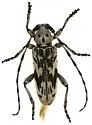 Tigrinestola tigrina - photo 2