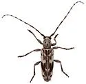 Tigrinestola tigrina - photo 5