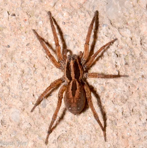 Tigrosa annexa - photo 2