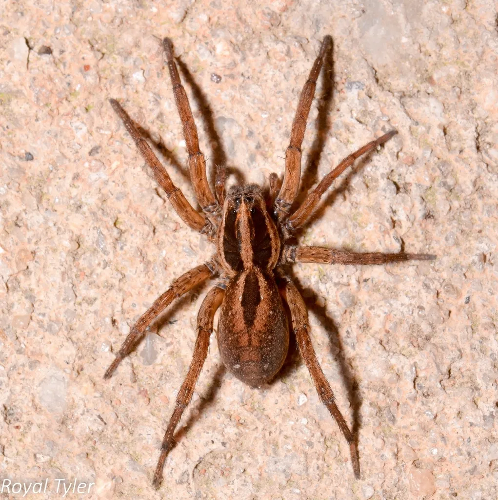 Tigrosa annexa - photo 3