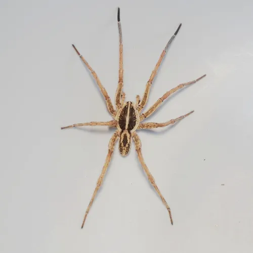 Tigrosa annexa - photo 5