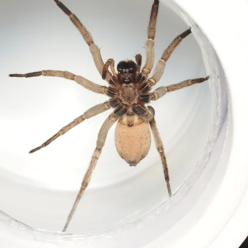 Tigrosa annexa - photo 6
