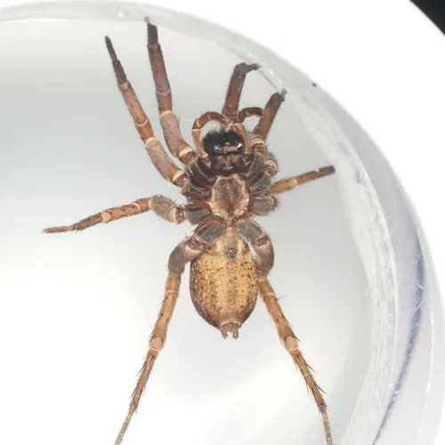 Tigrosa annexa - photo 7