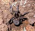 Tigrosa aspersa