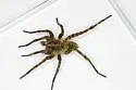Tigrosa aspersa - photo 3