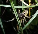 Tigrosa aspersa - photo 4