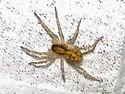 Tigrosa grandis