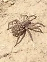 Tigrosa grandis - photo 2