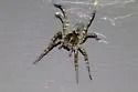 Tigrosa grandis - photo 3