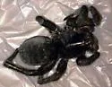 Tigrosa grandis - photo 4