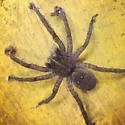 Tigrosa grandis - photo 5