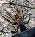 Tigrosa helluo - photo 2