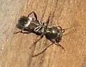 Tilloclytus geminatus