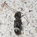 Tilloclytus geminatus - photo 2