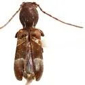 Tilloclytus geminatus - photo 3