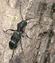 Tilloclytus geminatus - photo 4