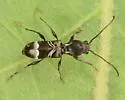Tilloclytus geminatus - photo 5