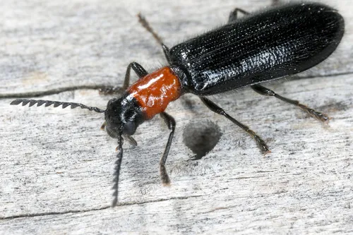 Tillus elongatus - Tillus elongatus