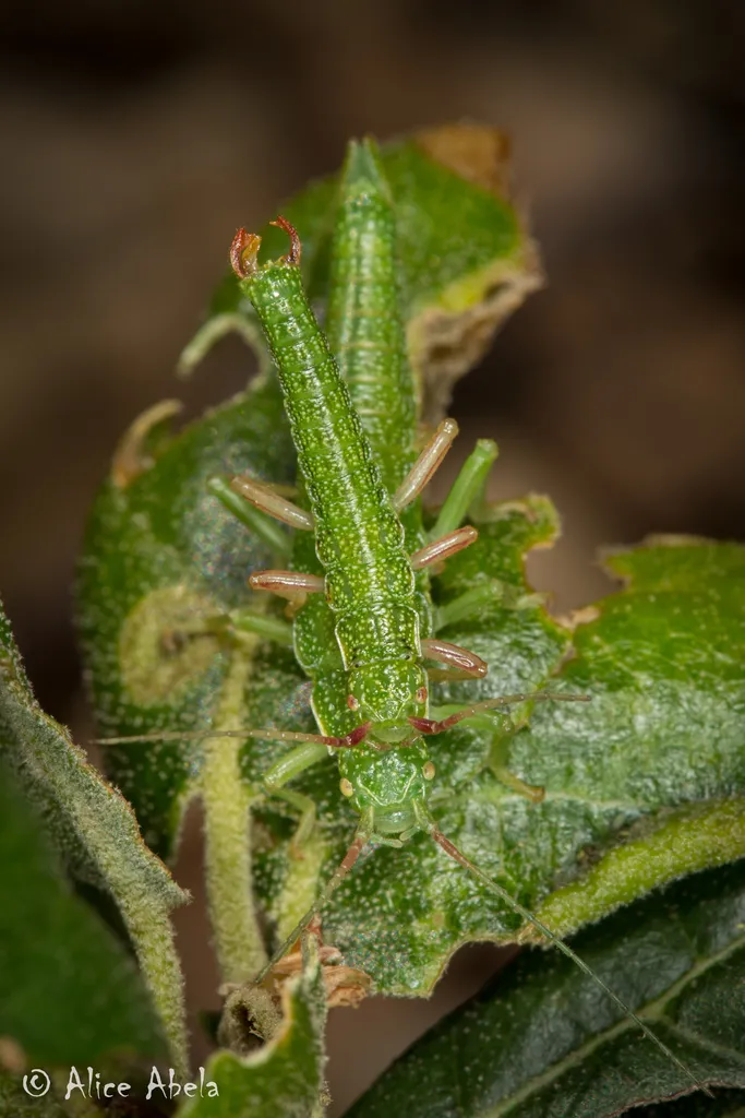 Timema californicum - photo 2
