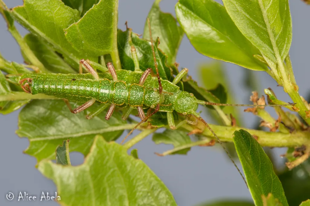 Timema cristinae